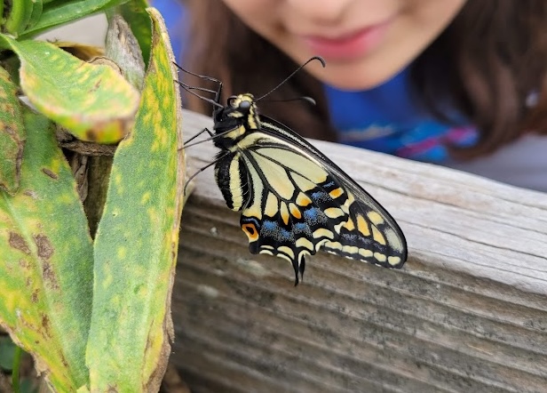 Students and volunteers in a Berkeley school garden