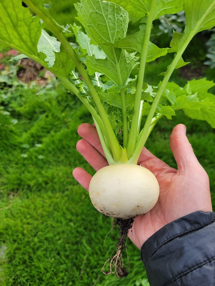 School garden learning activity in Berkeley