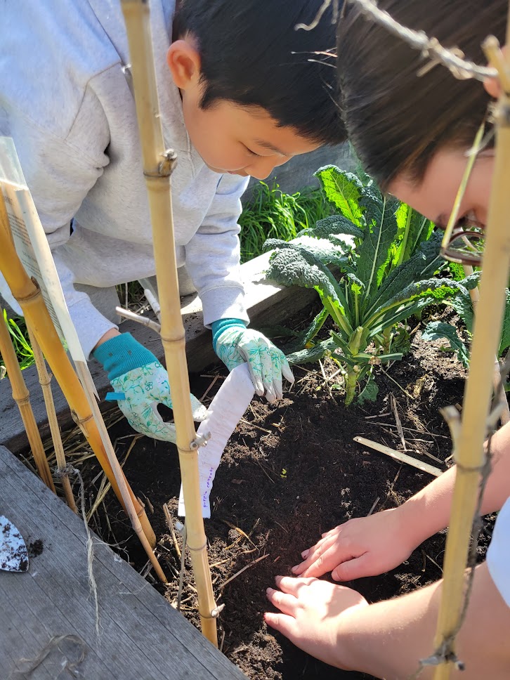 Class activity in the garden with raised beds