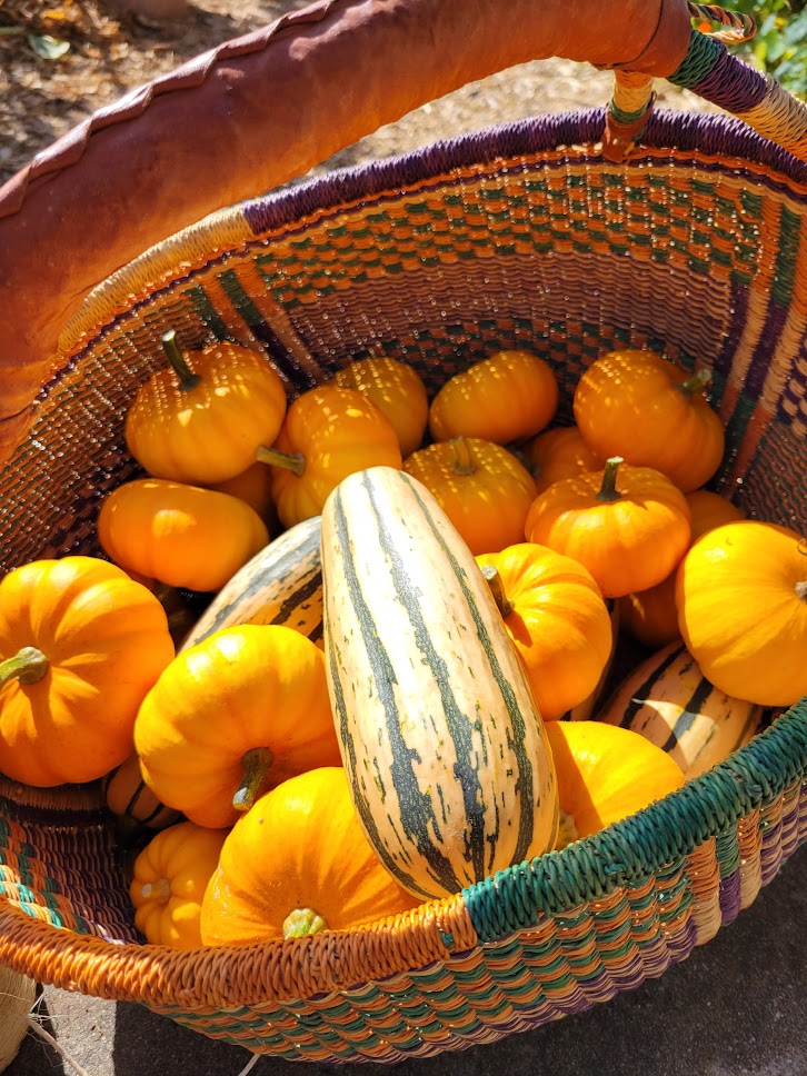 Outdoor class session in a Berkeley school garden