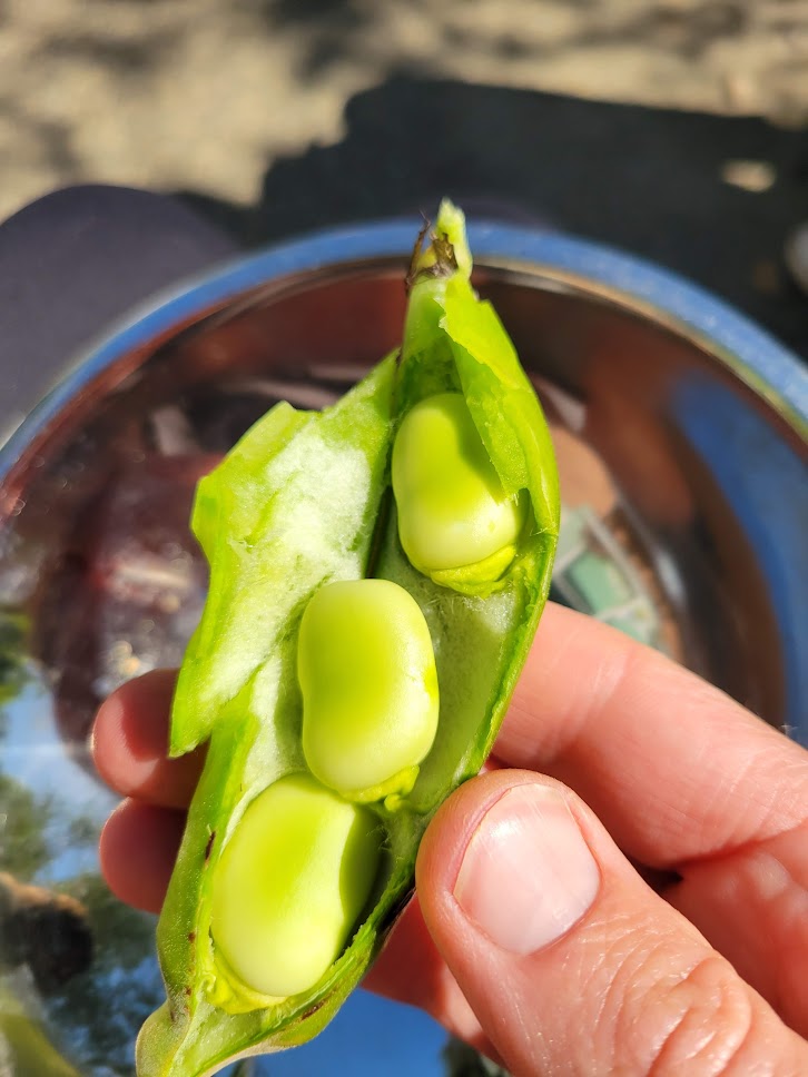 Garden classroom moment with Berkeley students